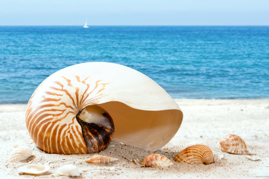 Nautilus am Strand