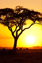 Foto op Canvas African sunset © ivanmateev