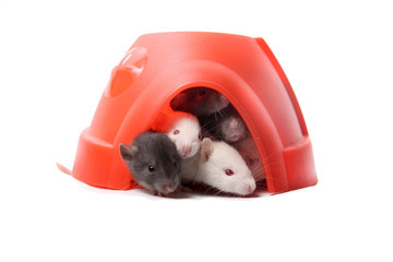 Baby rats in a plastic dome