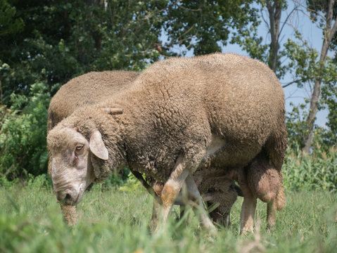 sheep graze on the green grass