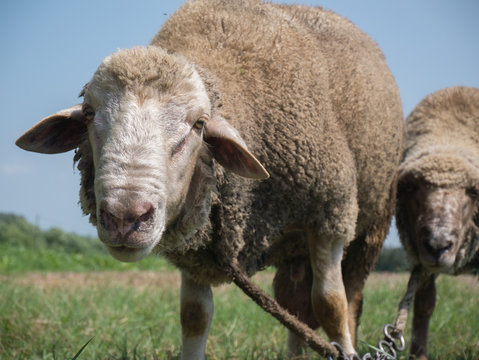 brown sheep with long ears