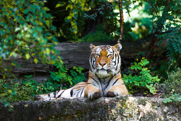 Fototapeta na wymiar Beautiful tiger.