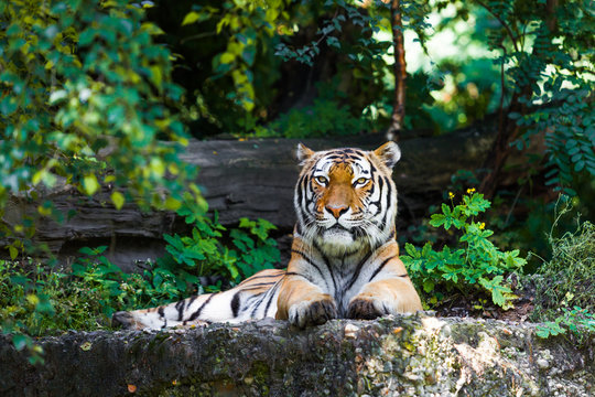 Beautiful tiger.
