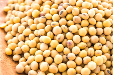 Soybean isolated on white background
