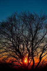 albero tramonto