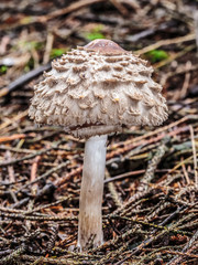 wild forrest mushroom