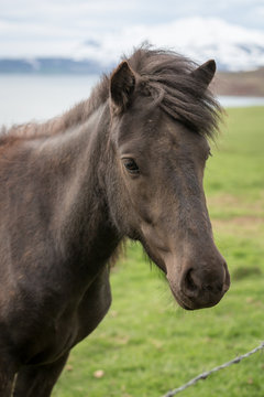 Icelandic Horse