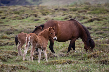 Naklejka na ściany i meble Icelandic Horses