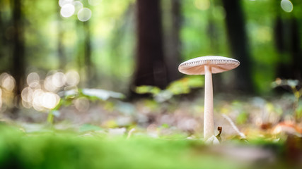 wild forrest mushroom