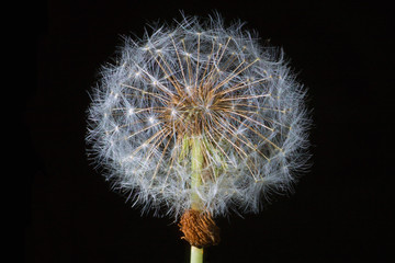Dandelion Seed Ball