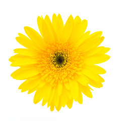 Yellow gerbera flower