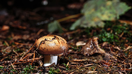 wild forrest mushroom