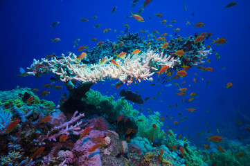 Fototapeta na wymiar Table coral (Acropora Pharaonis) in Red sea