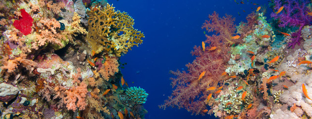 Colorful underwater reef with coral and sponges