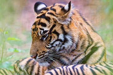 Young Bengal Tiger Cub