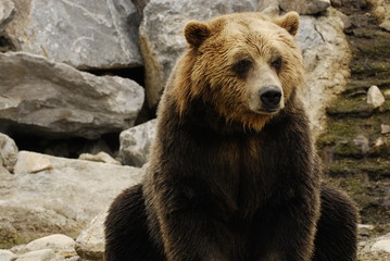 Fototapeta premium Sitting bear