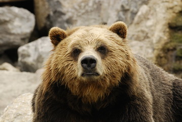 Obraz premium Grizzly bear