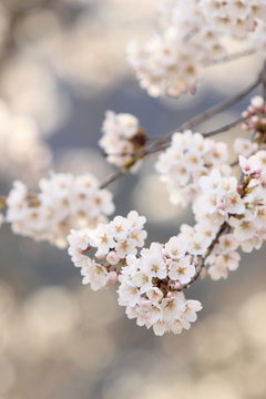 桜の花 © naname21