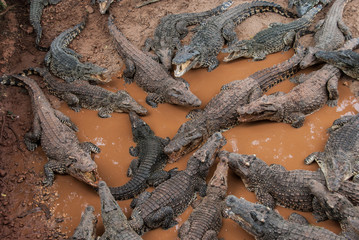 Crocodile farm