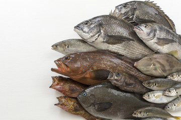 釣魚の集合