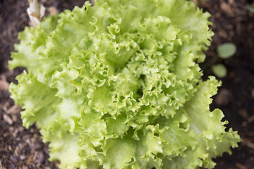 lettuce plant