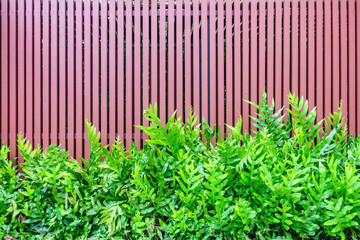 Microsorum punctatum fern and batten wooden fence
