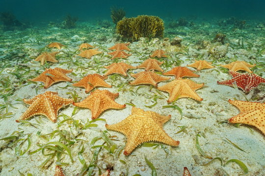Cluster of starfish underwater on ocean floor