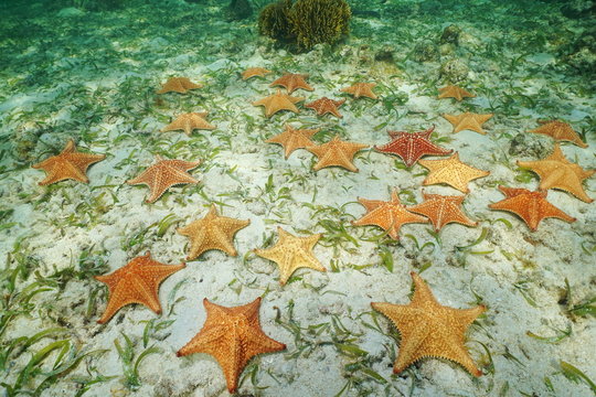 Group of starfish underwater on the seabed
