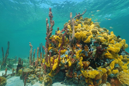 Multi colored sea sponges underwater in coral reef