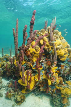 Multicolored sea sponges underwater in coral reef