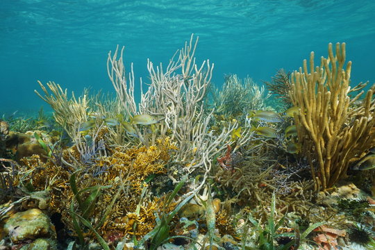 Underwater landscape on reef with soft corals