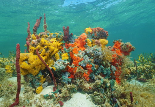 Vibrant multi-colored sea sponges under the water