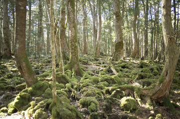 woodland