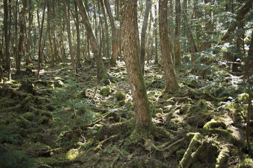 Beautiful forest landscape