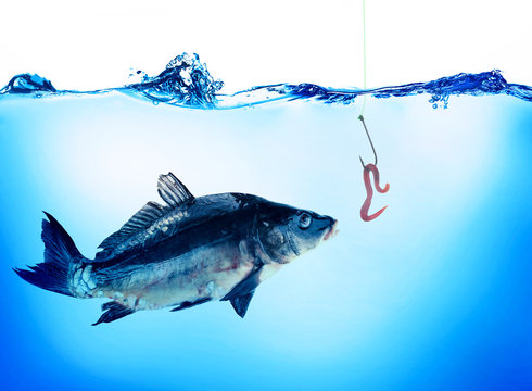 A Worm Caught Fish Hanging On A Fishing Line. Stock Photo, Picture and  Royalty Free Image. Image 135110869.