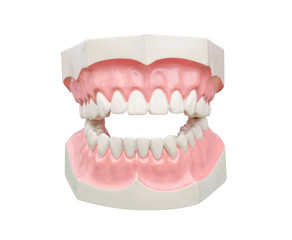 Dentoform, Dental teeth model on white background