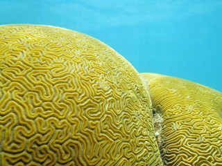 Close up of Grooved brain coral labyrinth