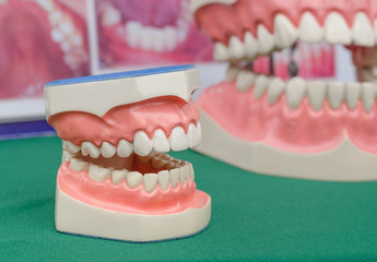 Dentoform, Dental teeth model