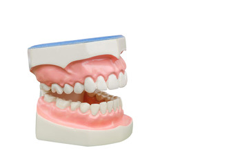 Dentoform, Dental teeth model isolated on white