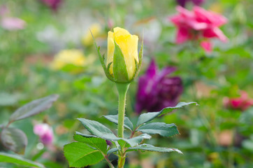 close up of yellow rose bud in the garden