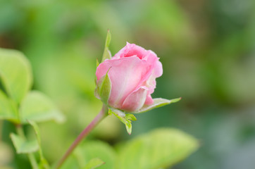 Close up of pink rose bud in the garden