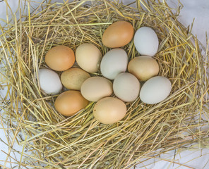 hen nest and eggs white and red