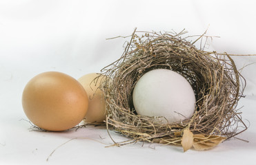 wild nest, hen's eggs - details close up