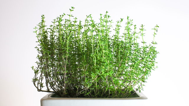 Fresh thyme turns to the sun, time lapse 4k footage