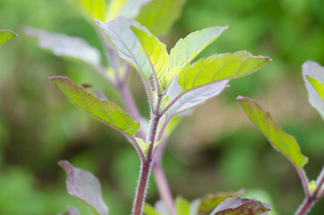 macro of red holy basil