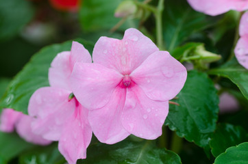 Fototapeta premium impatiens flower