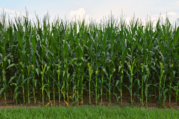 Field of Delicious Healthy Corn
