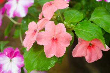 Fototapeta premium impatiens flower