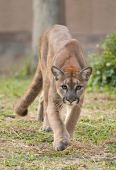 Fototapeta premium puma