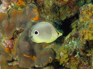 Foureye Butterflyfish on a Tropical Coral Reef